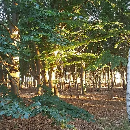 אתר קמפינג Glamping Pod Im Wald Mit Einzelbetten *